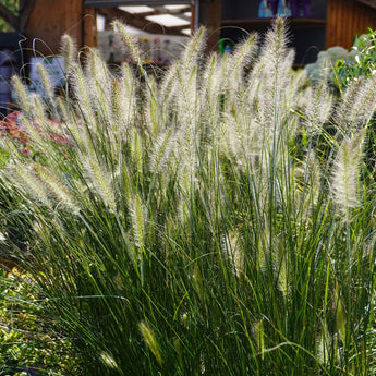 Dwarf Fountain Grass - Pennisetum Alopecuroides 'Hameln' (70cm)