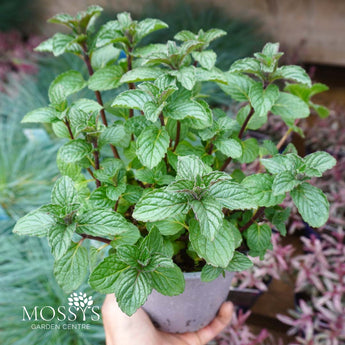 Peppermint plant 1l pot