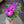 Load image into Gallery viewer, Petunia &#39;Night Sky Pink&#39; (15cm)
