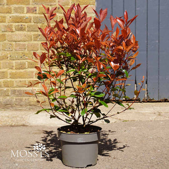 photinia carre rouge 5l pot 60cm