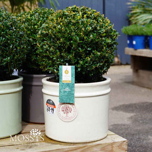 Planted Ilex Cenata Balls (30cm)