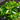 Prunus Lusitanica 'Portuguese Laurel' Foliage
