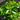 Prunus Lusitanica 'Portuguese Laurel' Foliage