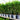 5L (80cm/2-3ft) | Prunus Lusitanica 'Portuguese Laurel'