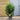 10L (3-4ft) | Prunus Lusitanica Angustifolia 'Portuguese Laurel'