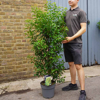 10L (3-4ft) | Prunus Lusitanica Angustifolia 'Portuguese Laurel'