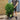 10L (3-4ft) | Prunus Lusitanica Angustifolia 'Portuguese Laurel'