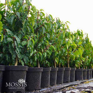 3L (80cm/2-3ft) | Prunus Lusitanica 'Portuguese Laurel'