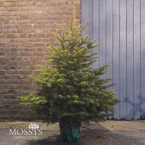 Pot Grown Nordmann Fir Christmas Tree | (4-5ft)