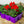 Load image into Gallery viewer, Premium Jumbo Geraniums 6 Pack &#39;Red&#39; (JUMBO Pack Multi-Buy Mix &amp; Match)
