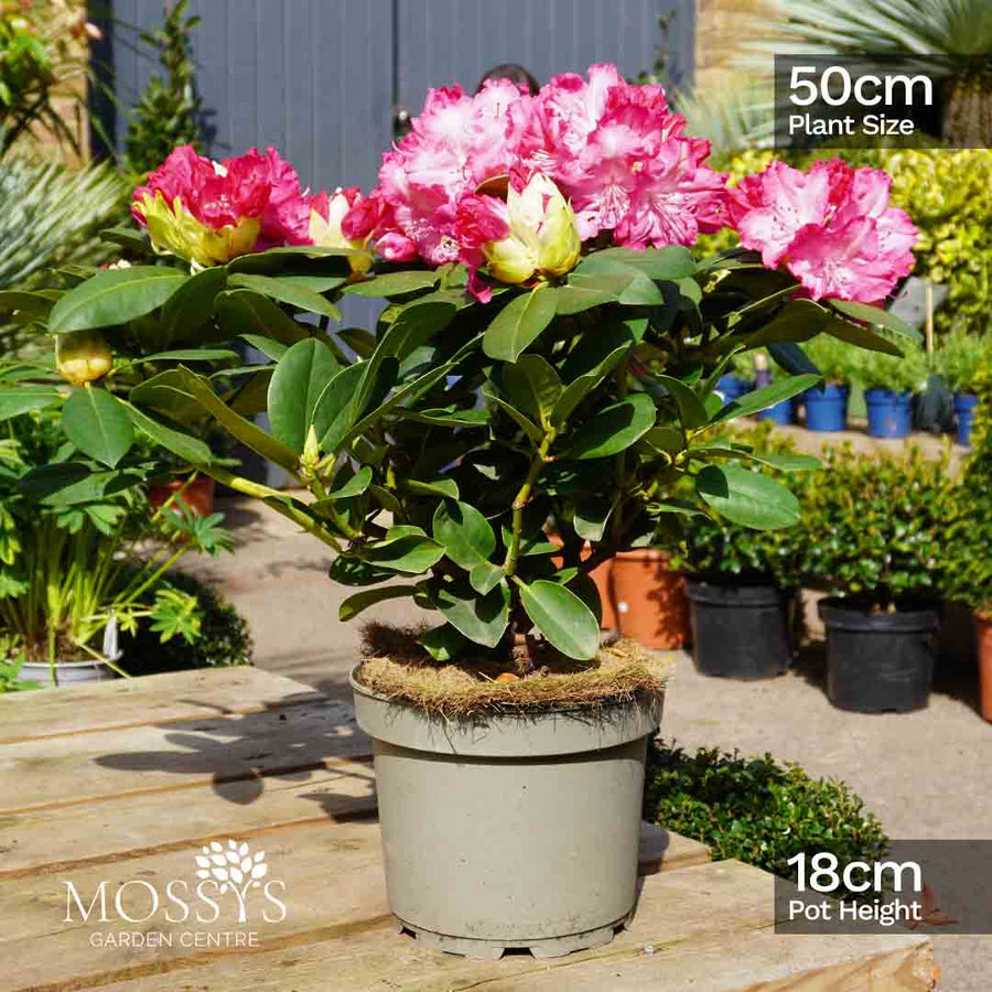 Rhododendrons (50cm) BANK HOLIDAY SPECIAL - BUY 2 FOR £20