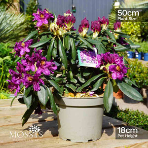 Rhododendrons (50cm) BANK HOLIDAY SPECIAL - BUY 2 FOR £20