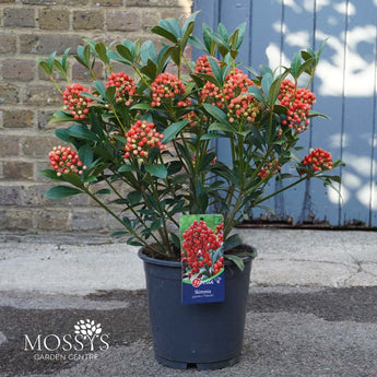Skimmia Japonica 'Pabella' (50cm)