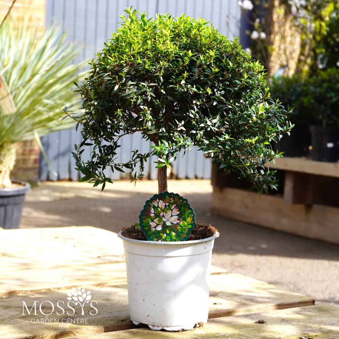 myrtus communis indoor plant Standard Myrtus Communis (35cm) – Mossys Garden Centre