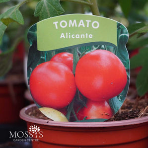 Tomato 'Alicante' (9cm Pot)