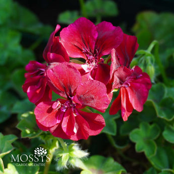 burgundy flowering trailing geranium
