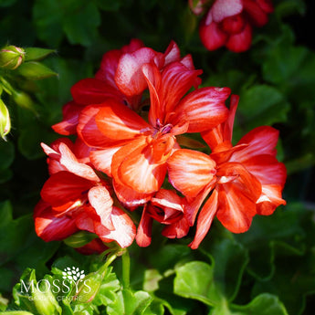 trailing red and white geramnium