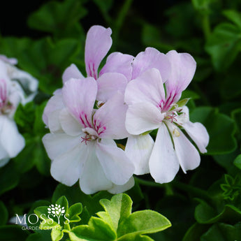 White trailing geranium