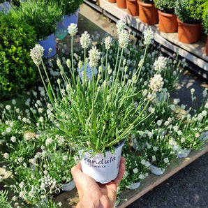 English Lavender Angustifolia 'Hidcote' (20cm)