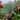 yucca rostrata blue swan display