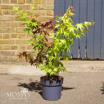 japanese maple festival of colours 3.2l pot