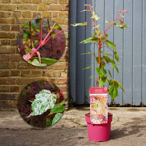 Japanese Maple Acer 'Red Flamingo' (60cm)