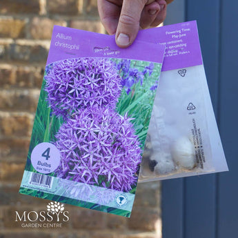 Allium Christophii | 4 Bulb Pack