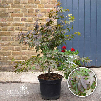 Japanese Maple 'Atropurpureum' Acer 7.5L (80-90cm Inc Pot)