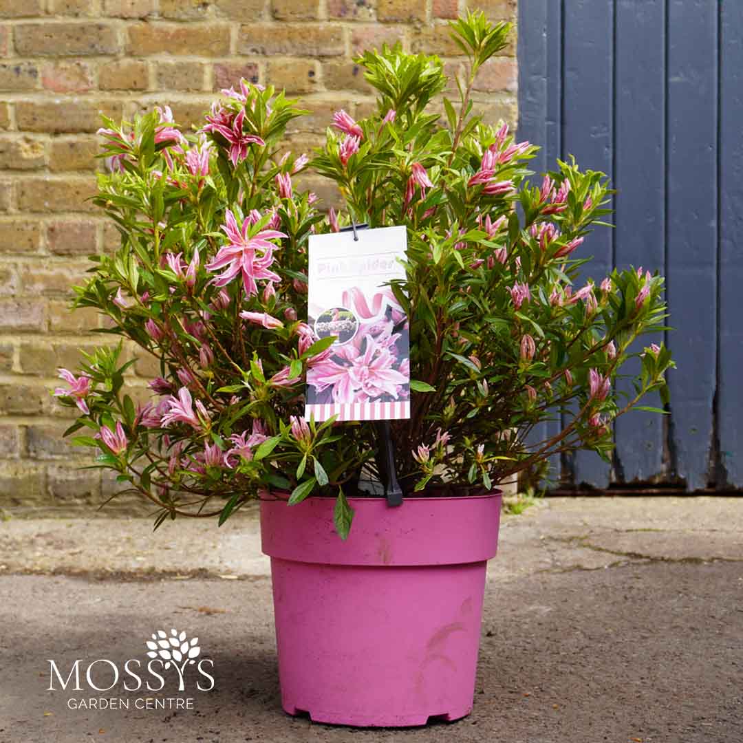 pink spider plant Rhododendron 'Pink Spider' (50cm) – Mossys Garden Centre