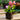 Plug of bedding plants to illustrate plug