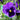 Blue Blotch Pansy | 6 Pack
