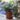 convolvulus bindweed 20cm size guide