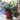 convolvulus bindweed 20cm
