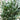 convolvulus bindweed foliage