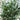 convolvulus bindweed foliage