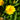 Coreopsis 'Early Sunrise' 1.5L (30cm) floweer