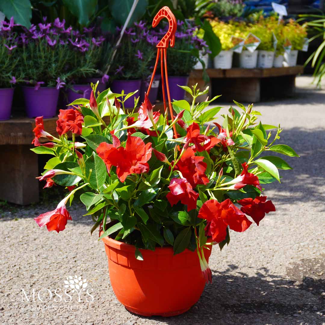 dipladenia hanging plant Dipladenia Hanging Basket (25cm) – Mossys Garden Centre