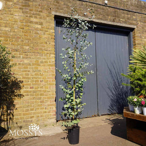 Eucalyptus Gunnii 'Cider Gum' (6-7ft)