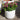 White Blossom Flower Pots Frost Proof Glazed Planter by woodlodge planted with a hebe