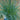 Festuca glauca blue grass foliage