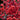 red winter ilex berries