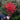 red winter berry stems ilex bouquet