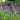 English Lavender Angustifolia 'Hidcote' (20cm)