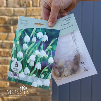 Leucojum Aestivum 'White' 5 Bulb Pack
