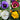 Mixed Pansy | 6 Pack