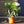 Load image into Gallery viewer, Nerium Oleanders (40cm)
