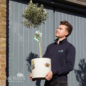 Planted Standard Olive Tree (115cm Inc Pot)