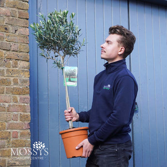 Standard Olive Trees 'Olea Europaea' (110 Inc Pot)
