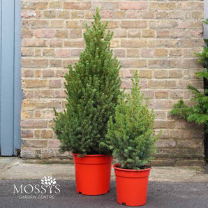 Picea Glauca 'Conica' | Potted Christmas Tree