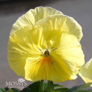Primrose Pansy | 6 Pack